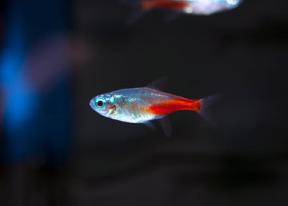 Diamond head neon tetra is one of the most popular freshwater aquarium fish | Buy tetras online in coburg aquarium store