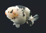 Ranchu - Milk Cow (Black and White)