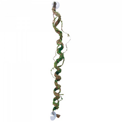 Eco tech Giant Corkscrew Vine 80cm