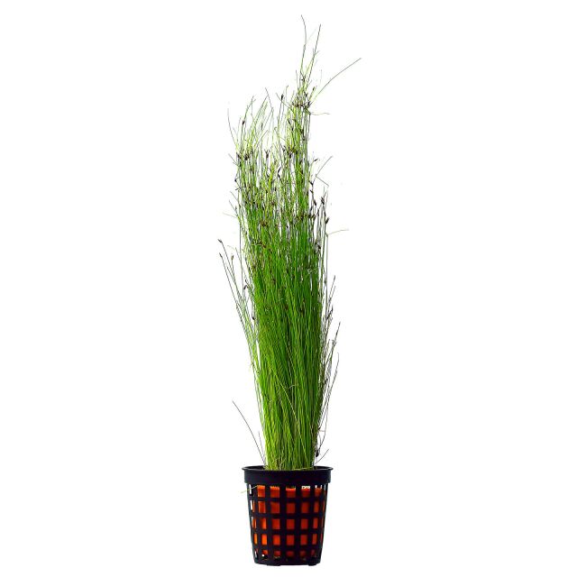 Eleocharis Vivipara Umbrella Hairgrass live aquarium plant in pot with tall flowing grass-like leaves