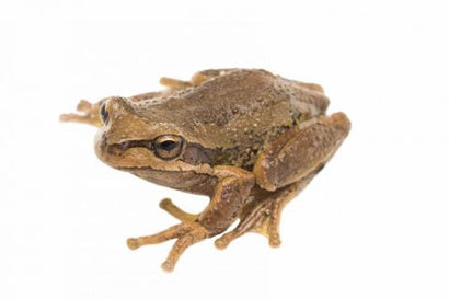 Southern Brown Tree Frog