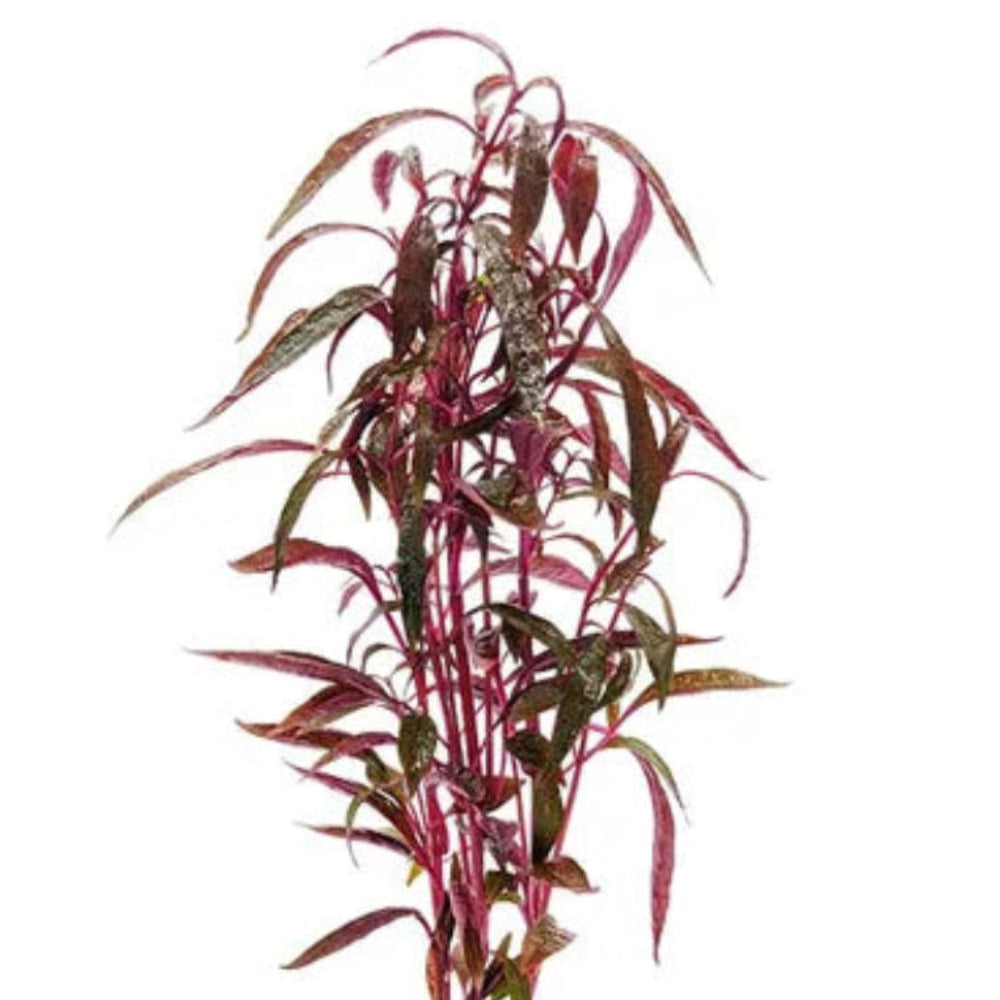 Alternanthera