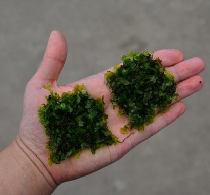 Subwassertang - Freshwater seaweed
