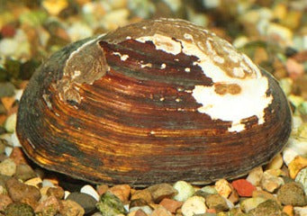 Mussel Freshwater | Live Mussel for sale | Coburg Aquarium |  Aquarium Mussel | Buy Freshwater Mussel Online | coburgaquarium.com.au