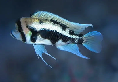 Cyphotilapia Frontosa - Black Widow German