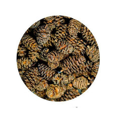 Dupla Hobby Alder Cone 50pk