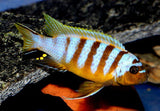 Metriaclima Sp. Zebra Long Pelvic