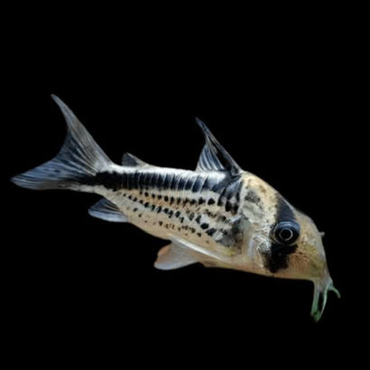 Corydoras Loxozonus