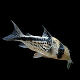 Corydoras Loxozonus