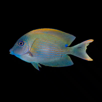 Tang - Lined Bristletooth