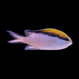 Chromis - Barrier Reef