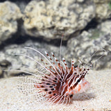 Lionfish - Antennata - Spotfin