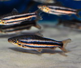 Leporinus Arcus - Lipstick