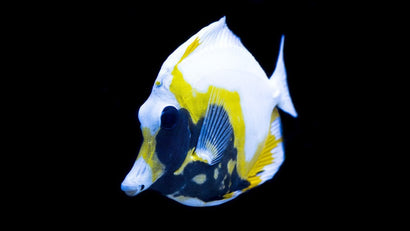 Tang - Koi/Abberant Scopas