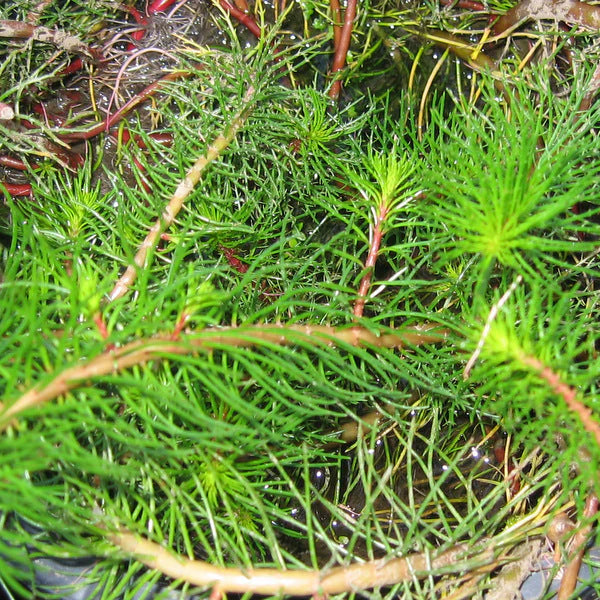 Myriophyllum Papillosum Red Milfoil live aquarium plant in pot with vibrant red feathery foliage