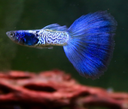 Guppy Endler- Opal
