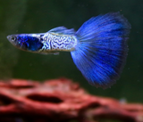 Guppy Endler- Opal