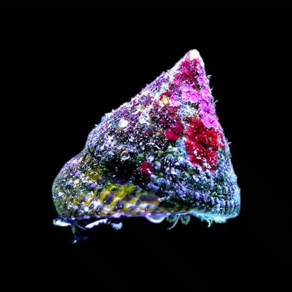 Trochus Snail - Marine - Special 4 for $30