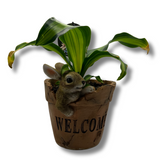 Terrarium Plant - Novelty Planter Rabbit