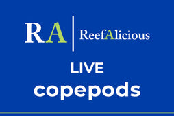 Reefalicious - Live Copepods