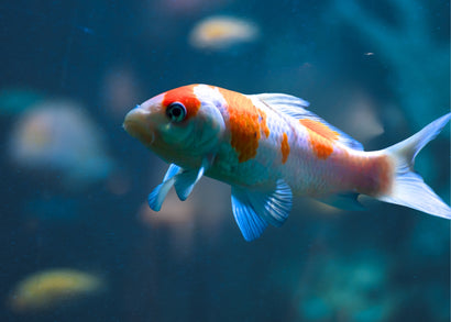 Shubunkin | Japanese version of the Live Goldfish | coburgaquarium.com.au | Live Fish in Australia | Freshwater | Cold Water Fish | Plants | Aquaponics | Coburg Aquarium