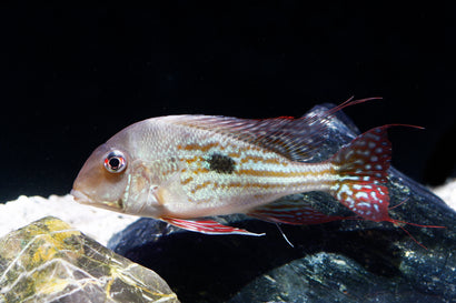 Coburg Aquarium | Geophagus winemilleri | Shop freshwater cichlids online