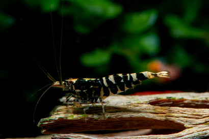 Shrimp - Black Pinto