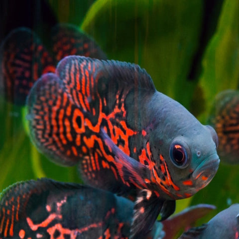 Coburg Aquarium Oscar Super Red Tiger|Shop Live Fish