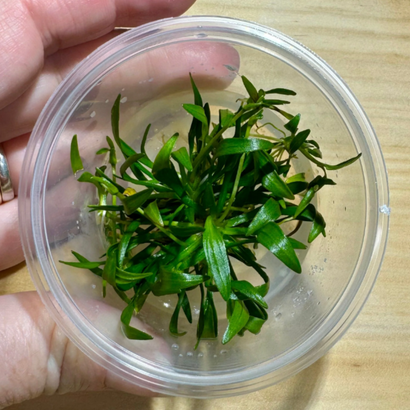 Tissue Culture - Echinodorus Tennellus