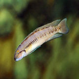 Telmatochromis vittatus
