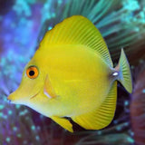 Premium Yellow Scopas Tang