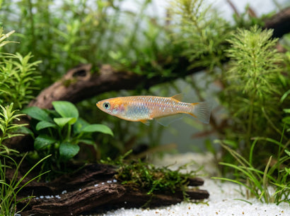 Medaka - Gold Yozakuras | Shop Pond FIsh | COburg Aquarium