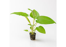 Lizard Tail in Mesh Pot - living plant for aquariums