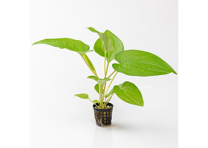 Lizard Tail in Mesh Pot - living plant for aquariums