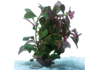 Ludwigia