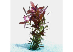 chlorophytum aquarium plant Shop Aquarium Plants