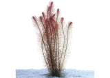 Rotala Wallichii
