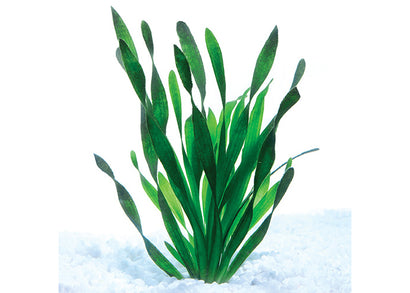 Corkscrew Valisneria