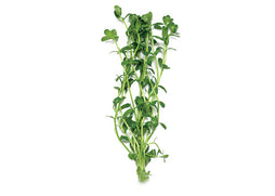 Baby Tears creeper plant or vine