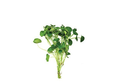  The leaves are arranged in a rosette pattern and can grow to be quite large, sometimes reaching up to a foot in length. Giant cardamine is typically found in moist, wooded areas