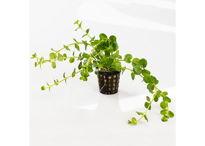 Green Pennywort in Mesh Pot