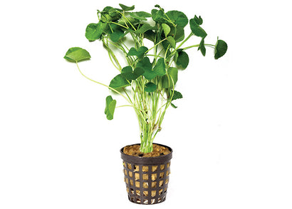 Giant Cardamine in Mesh Pot