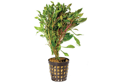 Pink Ivy in Mesh Pot