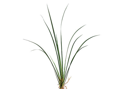 Green Rush - thin leafy plant for aquarium decorations