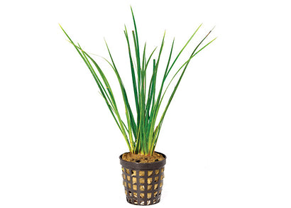 Green Rush in Mesh Pot