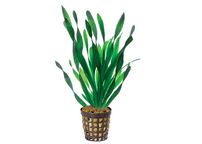 Corkscrew Vallisneria in Mesh Pot