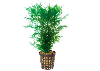 Wisteria in Mesh Pot