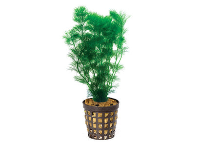 Ambulia in Mesh Pot Live Plant
