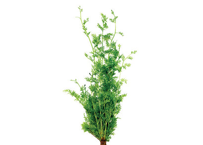 Lace Fern