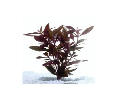 Mauve Stricta - dark brown bush plant water
